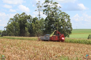 servico-de-silagem-de-milho-contempla-43-produtores-rurais
